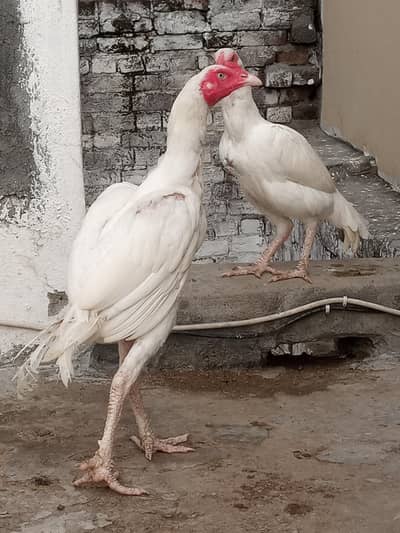Paper White Aseel – 2 Male & 2 Female | 7 Months