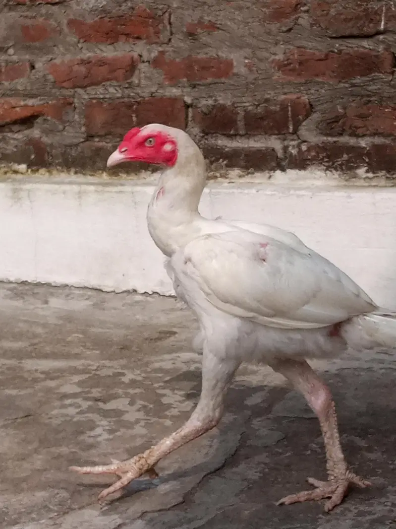 Paper White Aseel – 2 Male & 2 Female | 7 Months — photo 3