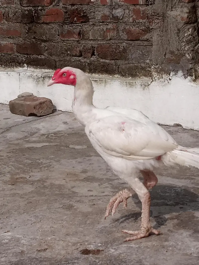 Paper White Aseel – 2 Male & 2 Female | 7 Months — photo 4