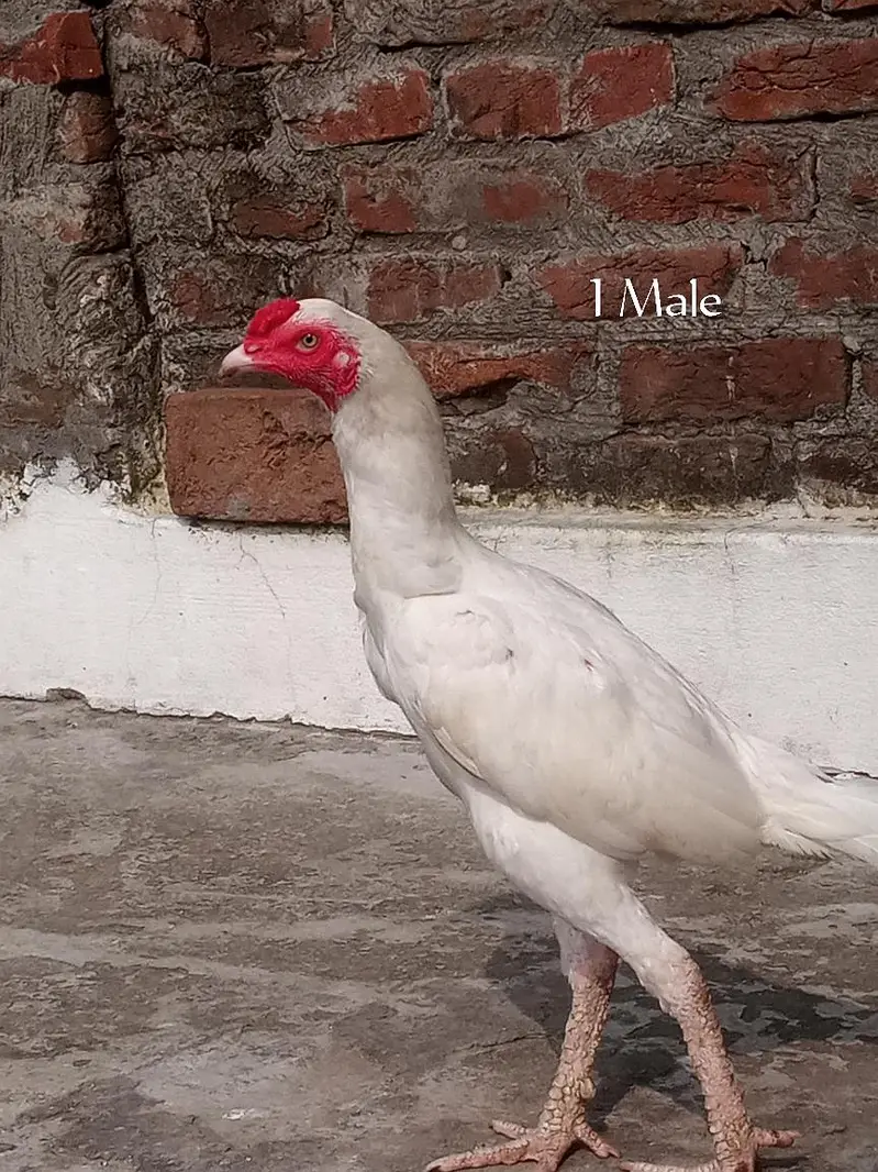 Paper White Aseel – 2 Male & 2 Female | 7 Months — photo 5