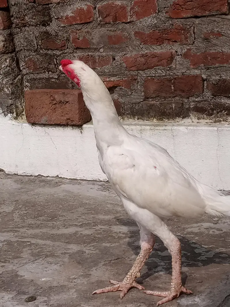 Paper White Aseel – 2 Male & 2 Female | 7 Months — photo 6