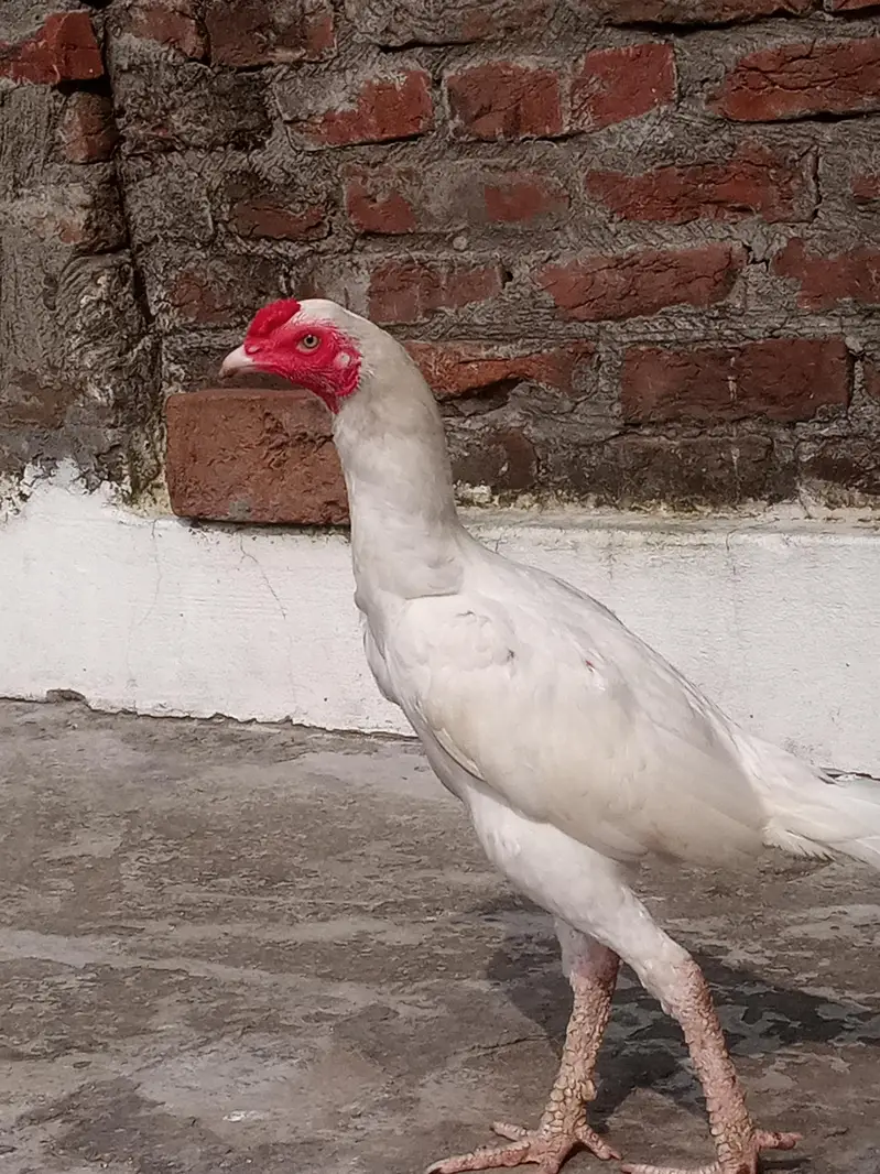Paper White Aseel – 2 Male & 2 Female | 7 Months — photo 7