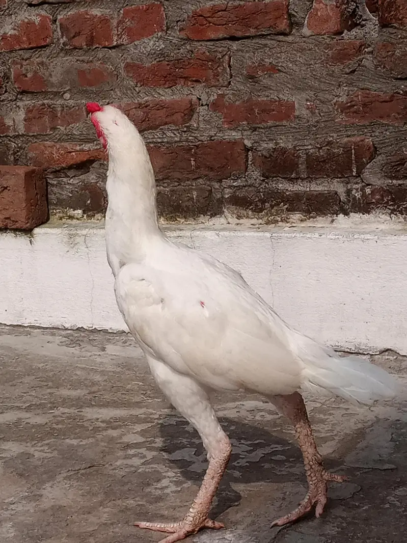 Paper White Aseel – 2 Male & 2 Female | 7 Months — photo 8
