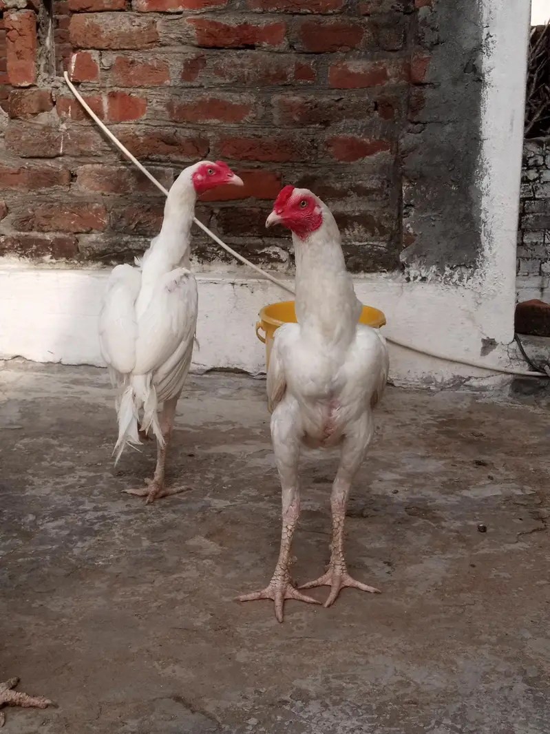 Paper White Aseel – 2 Male & 2 Female | 7 Months — photo 9