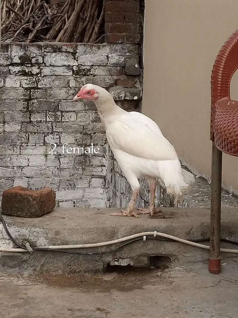 Paper White Aseel – 2 Male & 2 Female | 7 Months — photo 10