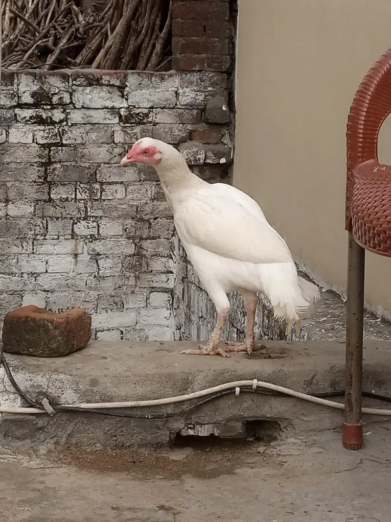 Paper White Aseel – 2 Male & 2 Female | 7 Months — photo 11