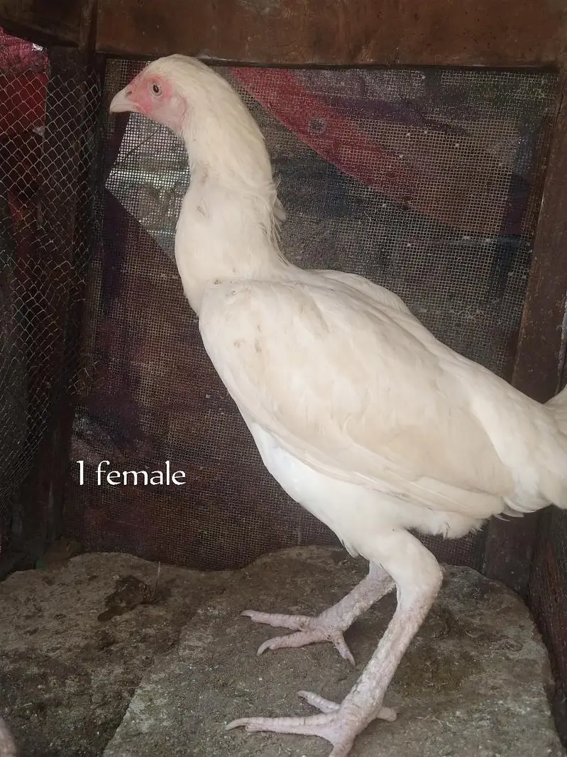 Paper White Aseel – 2 Male & 2 Female | 7 Months — photo 12