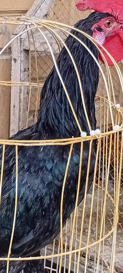 Pure Black Australorp پنسلی غٹ چرگان
