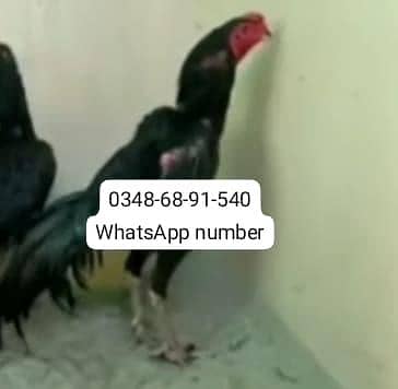 breed aseel heera my