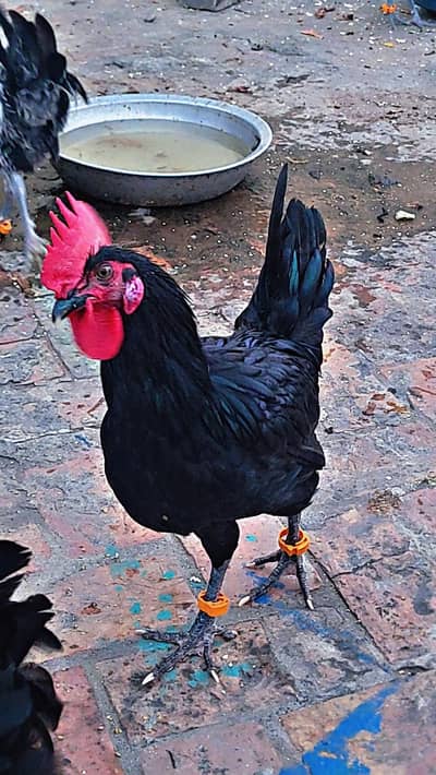 Desi, Australorp, Golden Misri