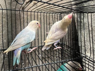 love bird