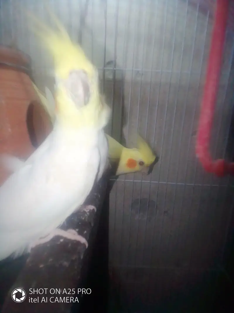 red eyes cocktail parrot — photo 2
