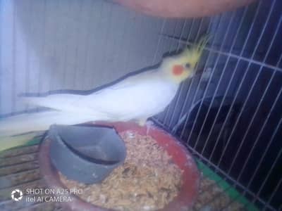 red eyes cocktail parrot