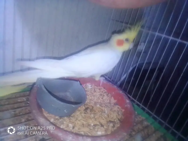 red eyes cocktail parrot — photo 4
