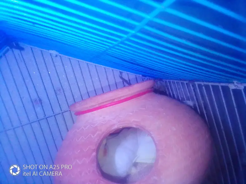 red eyes cocktail parrot — photo 5