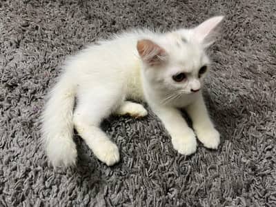 selling persian cat tripple coated very friendly