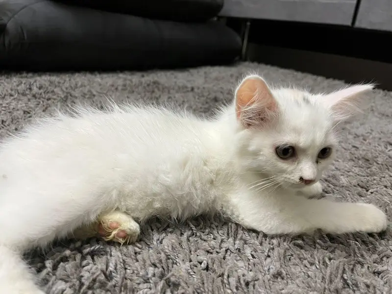 selling persian cat tripple coated very friendly — photo 2