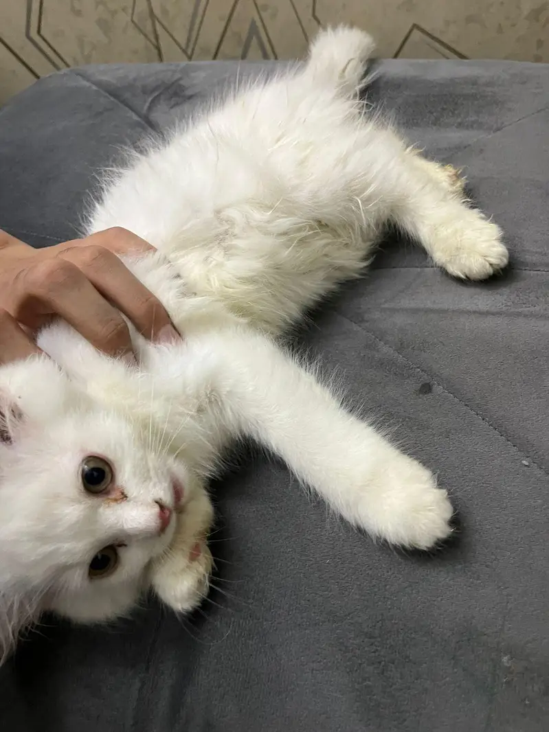 selling persian cat tripple coated very friendly — photo 3