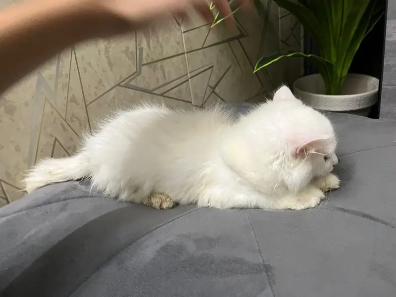 selling persian cat tripple coated very friendly — photo 4
