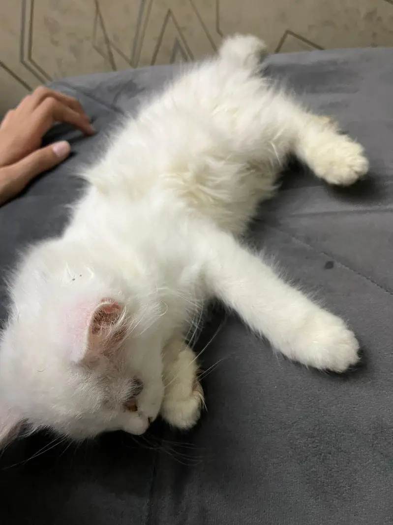 selling persian cat tripple coated very friendly — photo 5