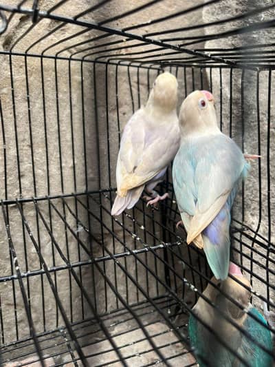 love birds