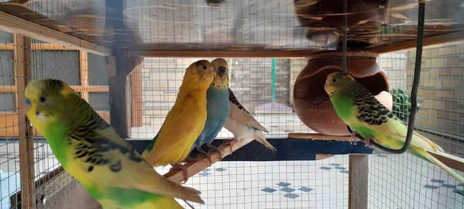 Active egg laying Australian Parrots with cage