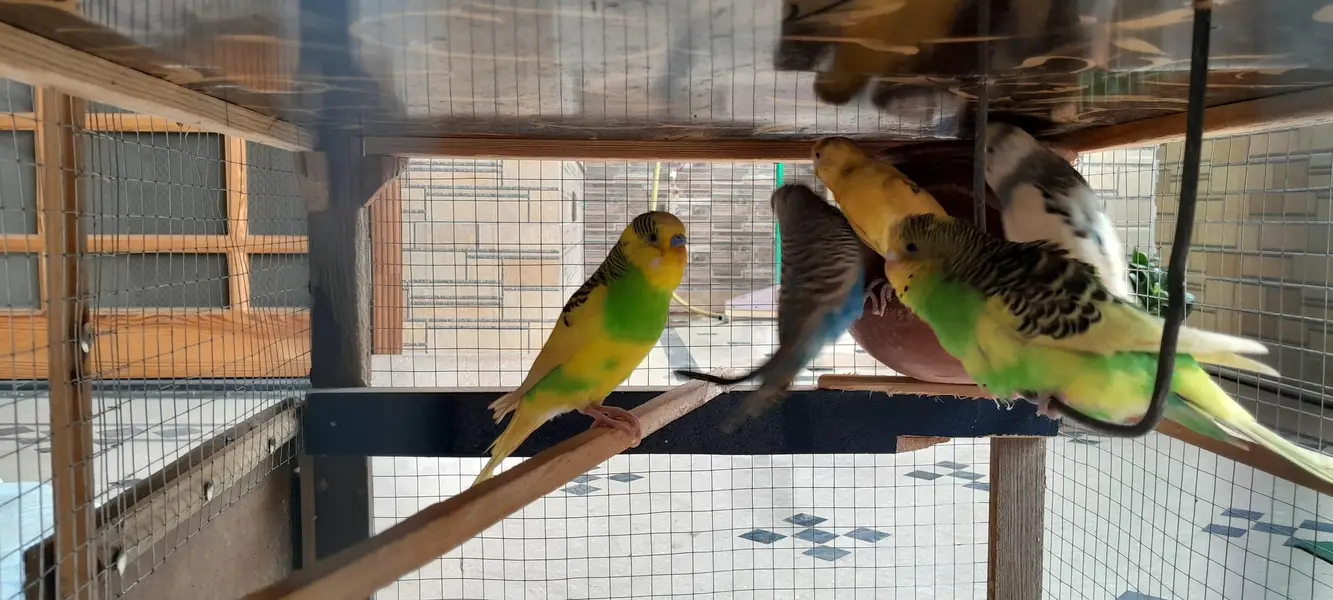 Active egg laying Australian Parrots with cage — photo 2