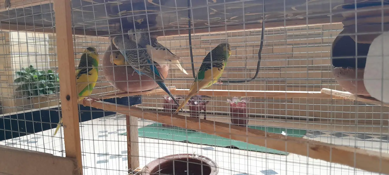 Active egg laying Australian Parrots with cage — photo 3
