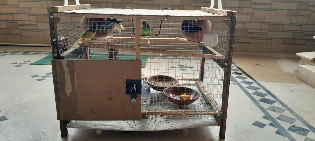 Active egg laying Australian Parrots with cage — photo 4