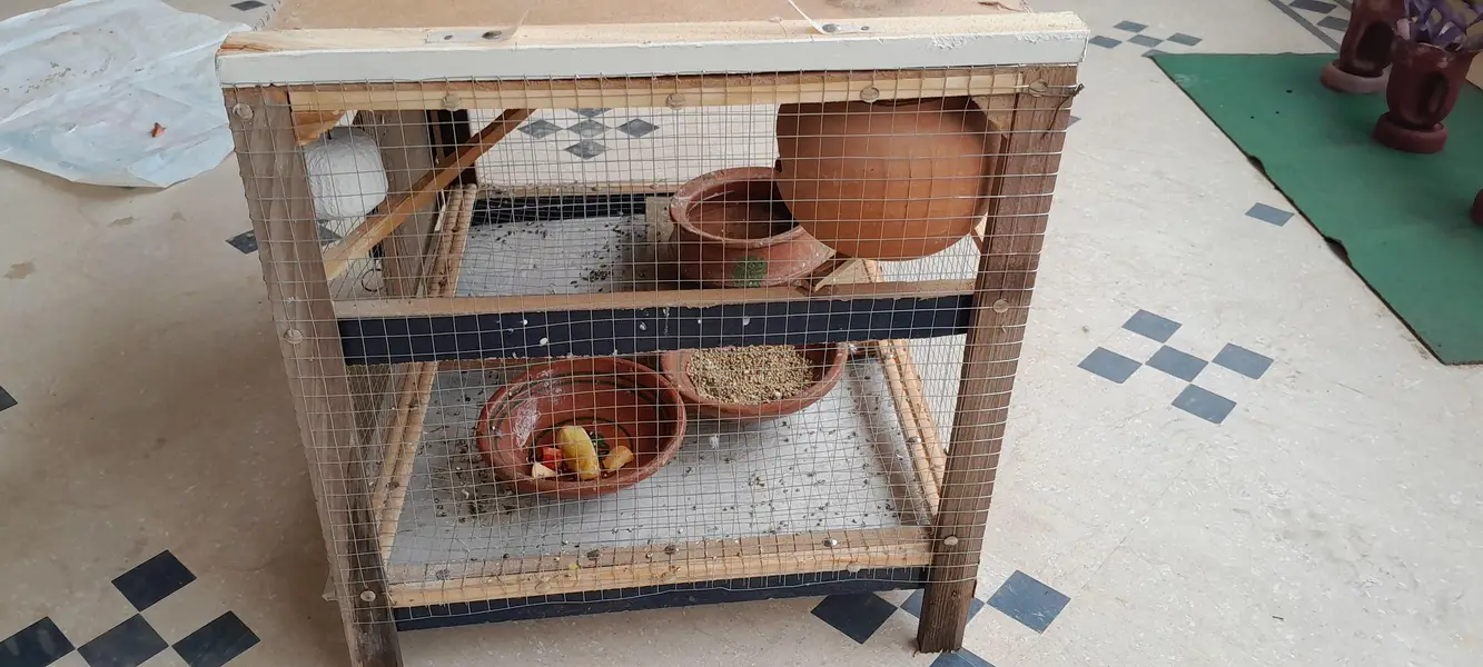 Active egg laying Australian Parrots with cage — photo 5