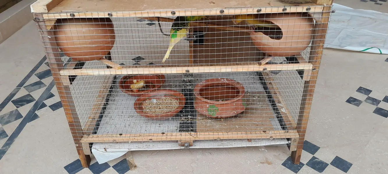 Active egg laying Australian Parrots with cage — photo 6