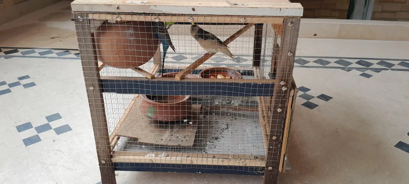 Active egg laying Australian Parrots with cage — photo 7