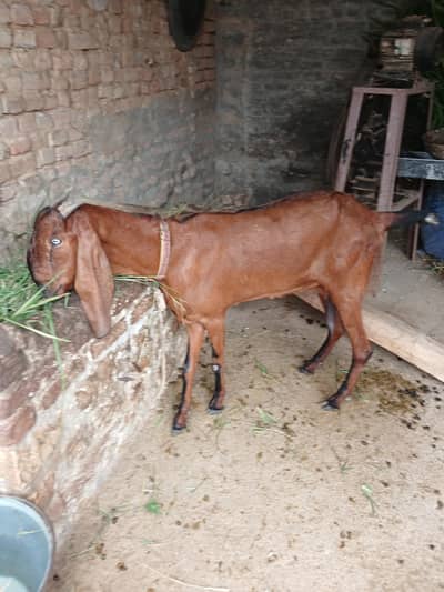 Pure Nagri Betal Urgent For Sale
