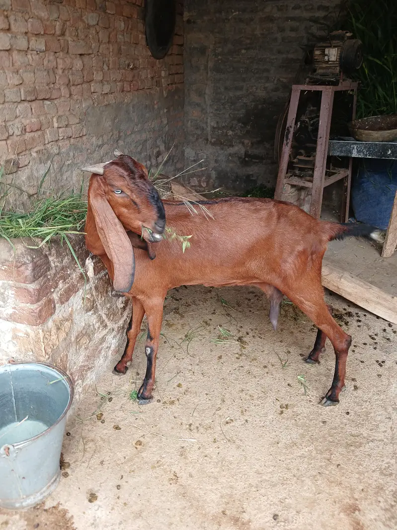 Pure Nagri Betal Urgent For Sale — photo 2