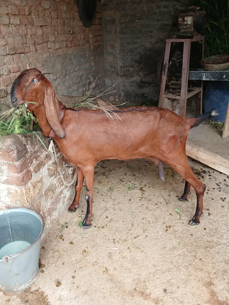 Pure Nagri Betal Urgent For Sale — photo 3