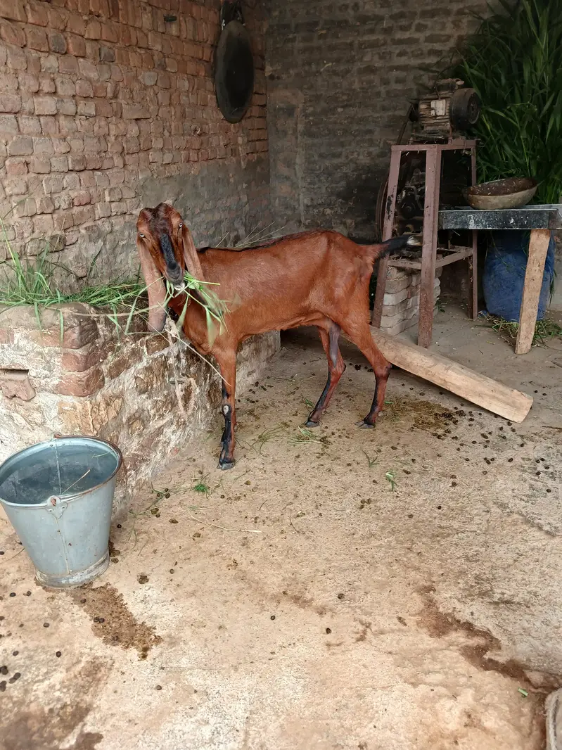 Pure Nagri Betal Urgent For Sale — photo 4