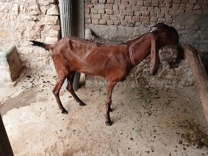 Pure Nagri Betal Urgent For Sale — photo 5