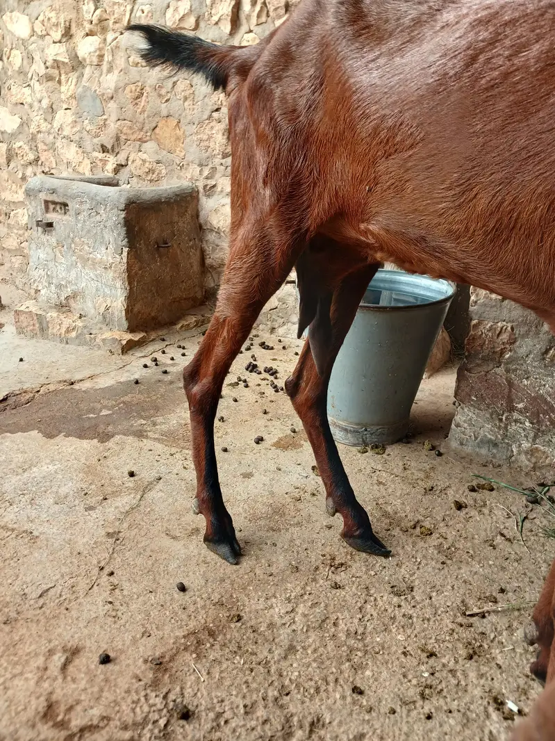 Pure Nagri Betal Urgent For Sale — photo 6