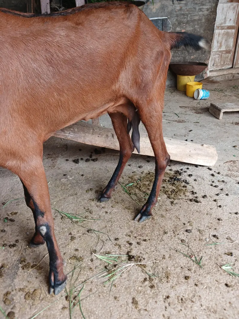 Pure Nagri Betal Urgent For Sale — photo 7
