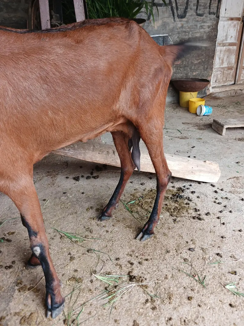 Pure Nagri Betal Urgent For Sale — photo 8