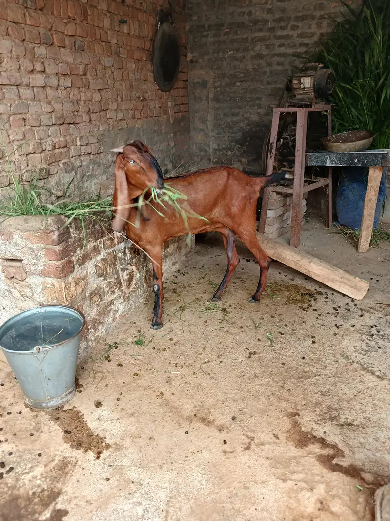Pure Nagri Betal Urgent For Sale — photo 9