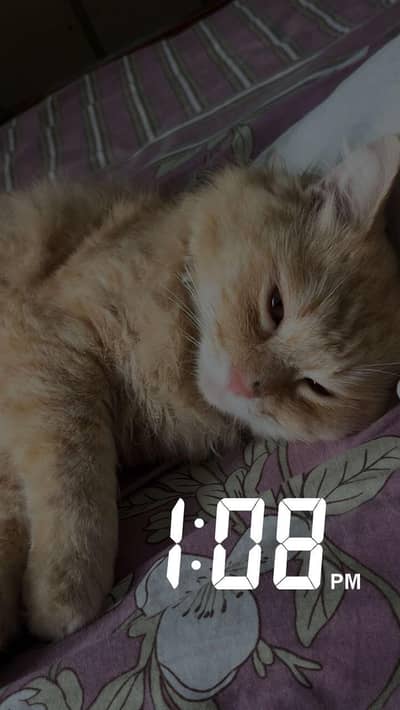Double coat Turkish Breed Male cat looking for a new home