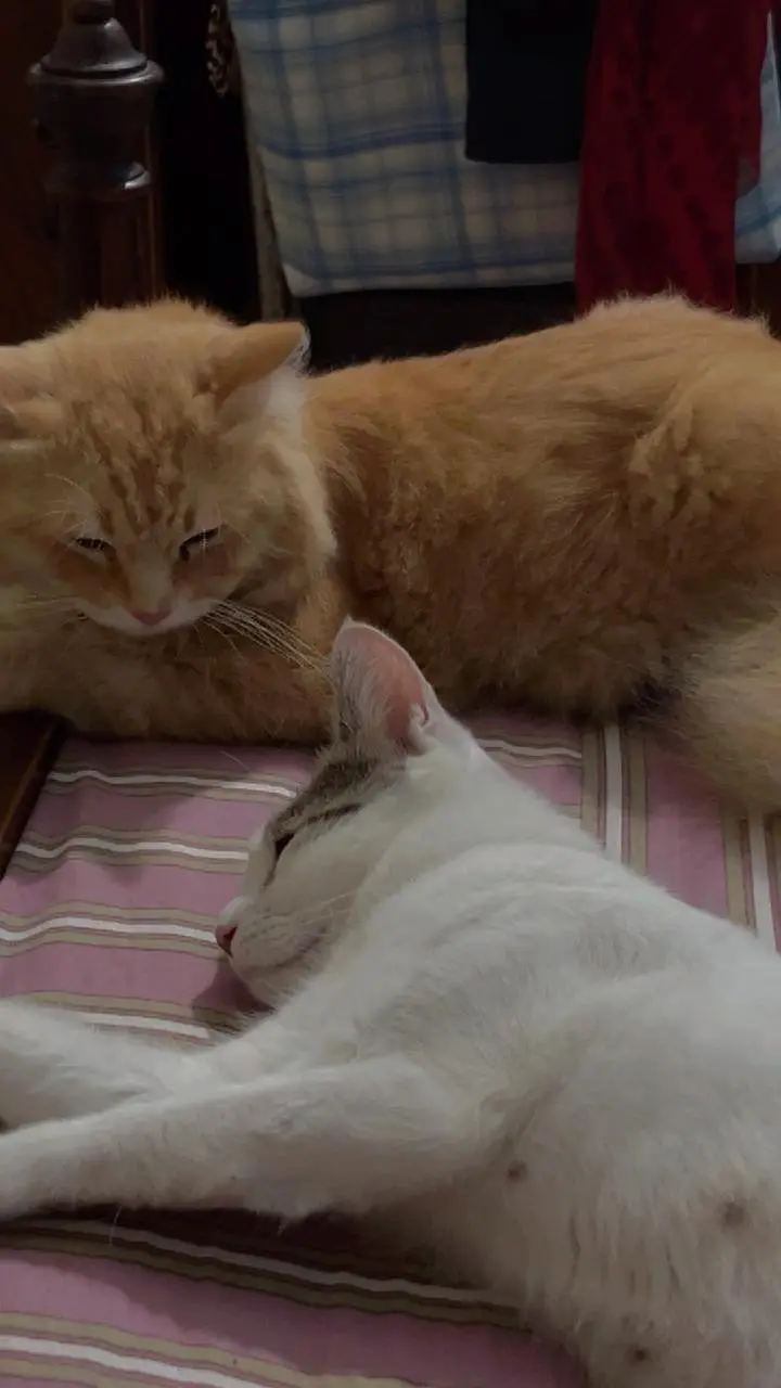 Double coat Turkish Breed Male cat — photo 2
