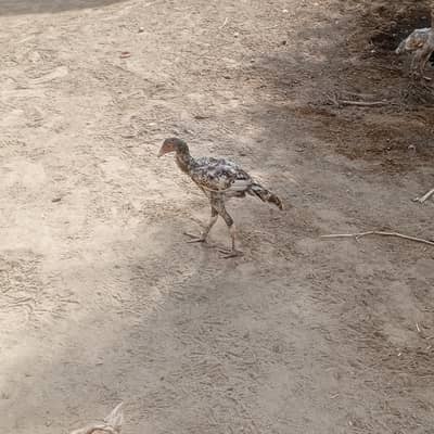 aseel pathay pathia and full aseel hen for sell with chicks