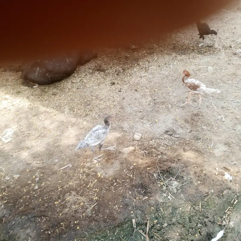 aseel pathay pathia and full aseel hen for sell with chicks — photo 2