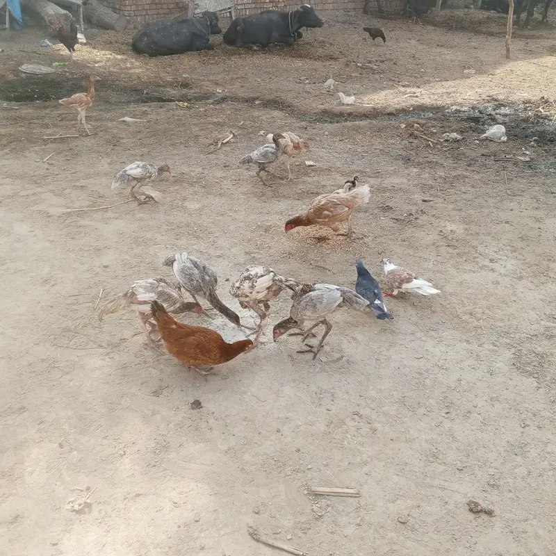 aseel pathay pathia and full aseel hen for sell with chicks — photo 3