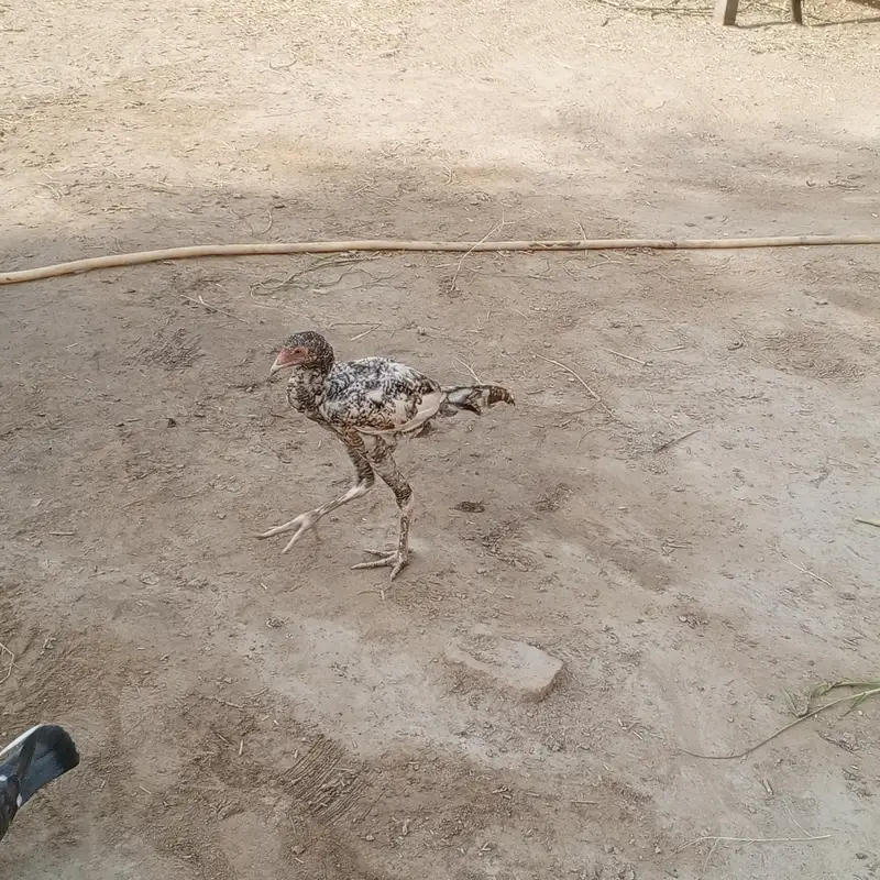 aseel pathay pathia and full aseel hen for sell with chicks — photo 4