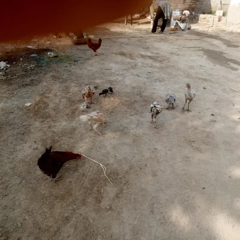 aseel pathay pathia and full aseel hen for sell with chicks — photo 5
