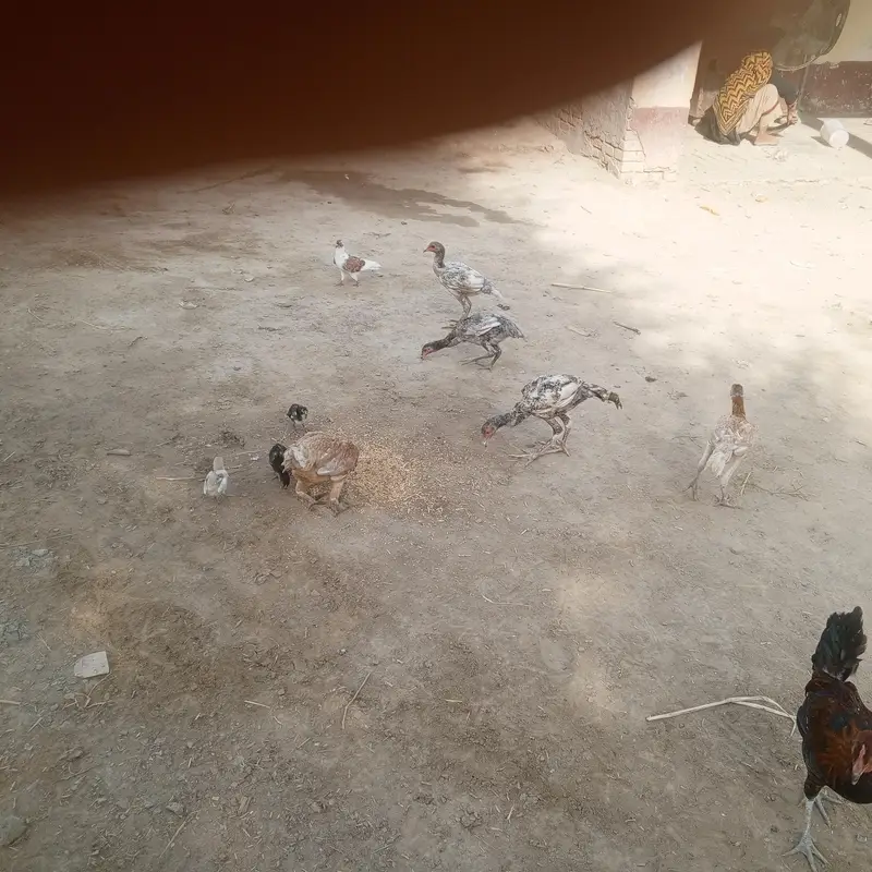 aseel pathay pathia and full aseel hen for sell with chicks — photo 6