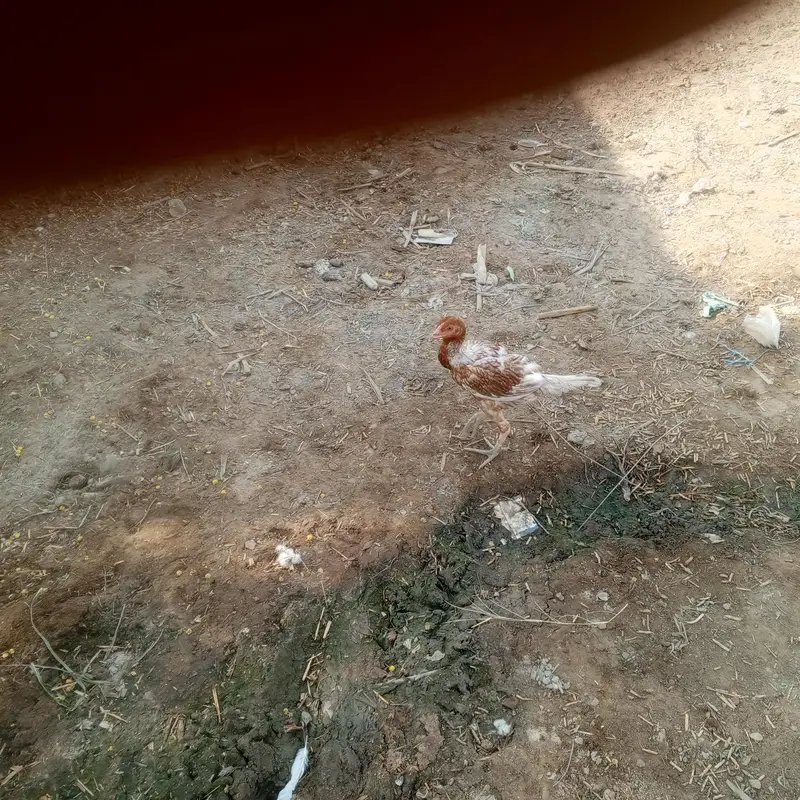 aseel pathay pathia and full aseel hen for sell with chicks — photo 7